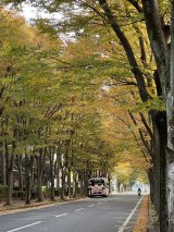 けやき並木