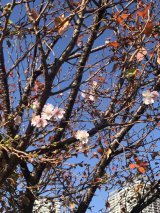 晩秋の桜