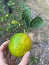 初収穫レモン