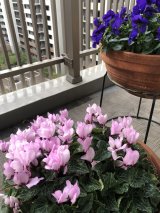 癒しのシクラメン