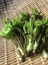 コシアブラの混ぜご飯