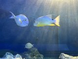 しながわ水族館