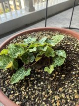 蒸し暑い夏の久留米絣