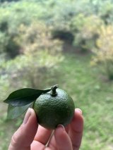 実のなるもの