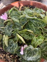 開花宣言