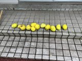 クリーンデイ