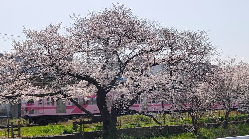 縁起柄シリーズ～桜～