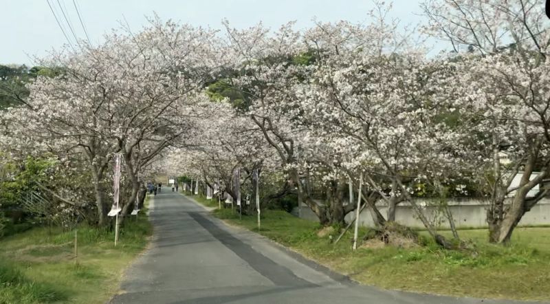 車の中からお花見を