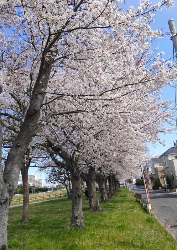 春の楽しみ