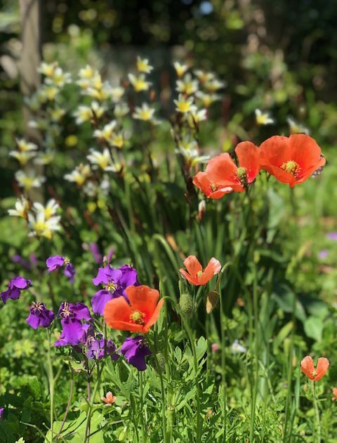 お庭の花たち