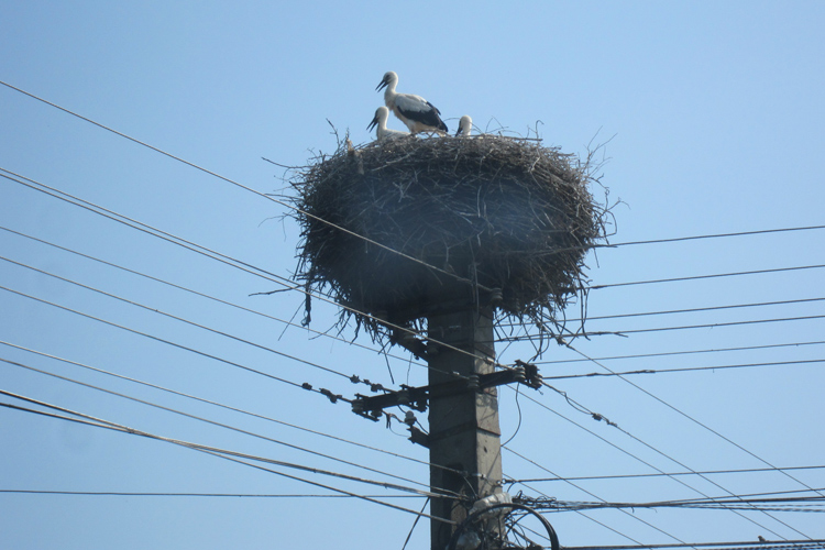 コウノトリ