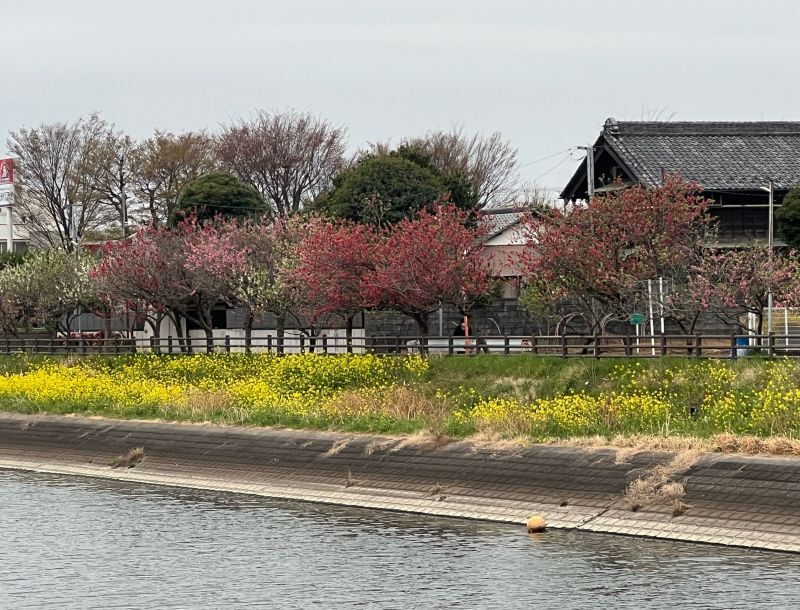 花桃と菜の花