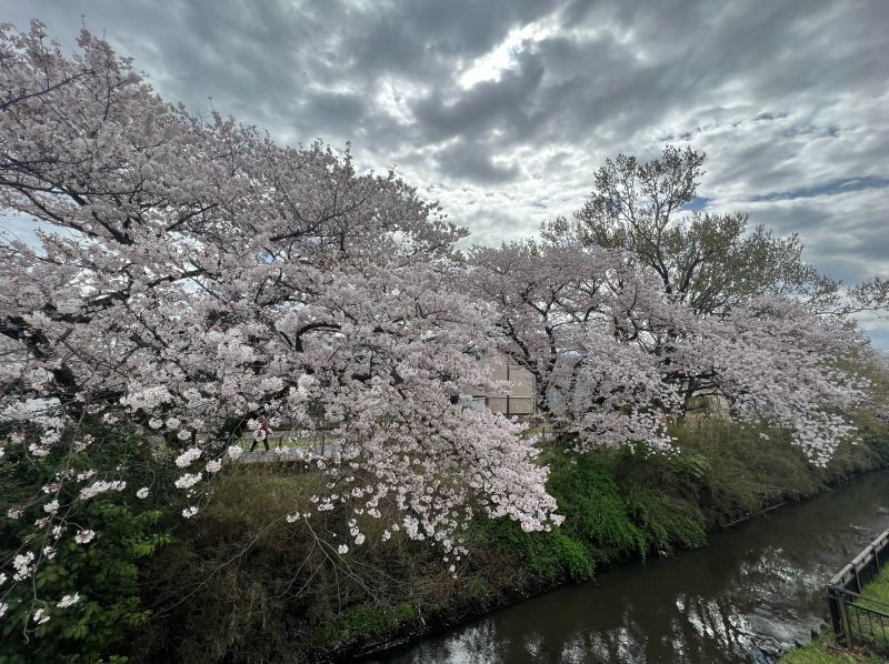 桜