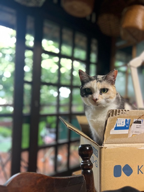 猫は箱がお好き？