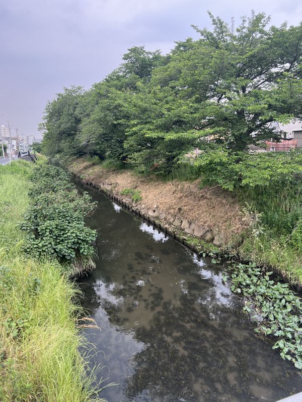 お散歩道