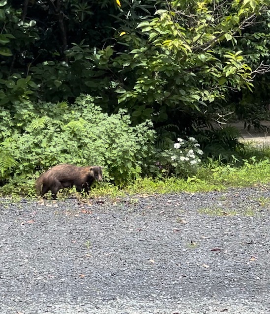 アナグマと遭遇