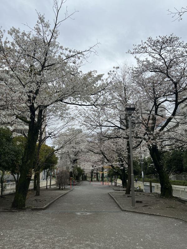 今日の豊洲