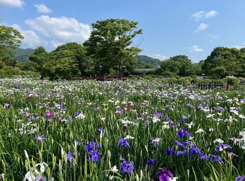 菖蒲