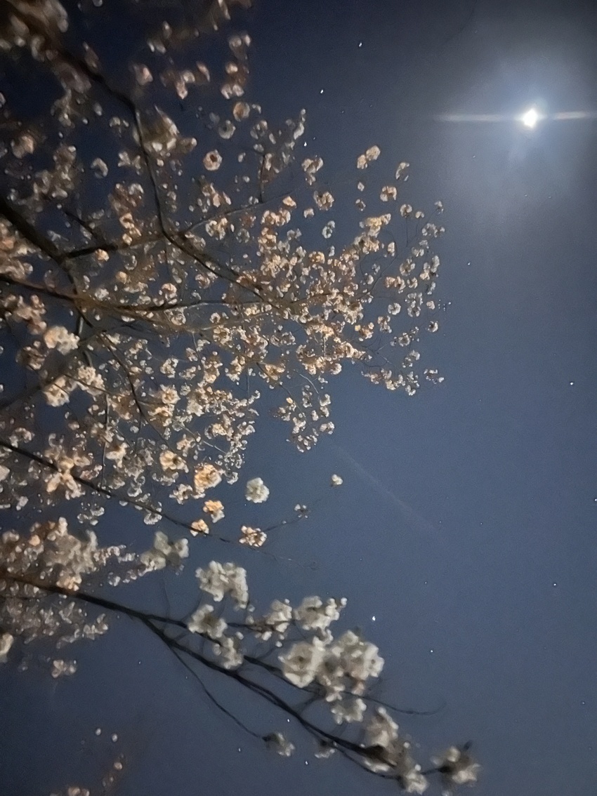 夜桜
