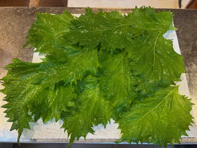 こぼれ種の大葉