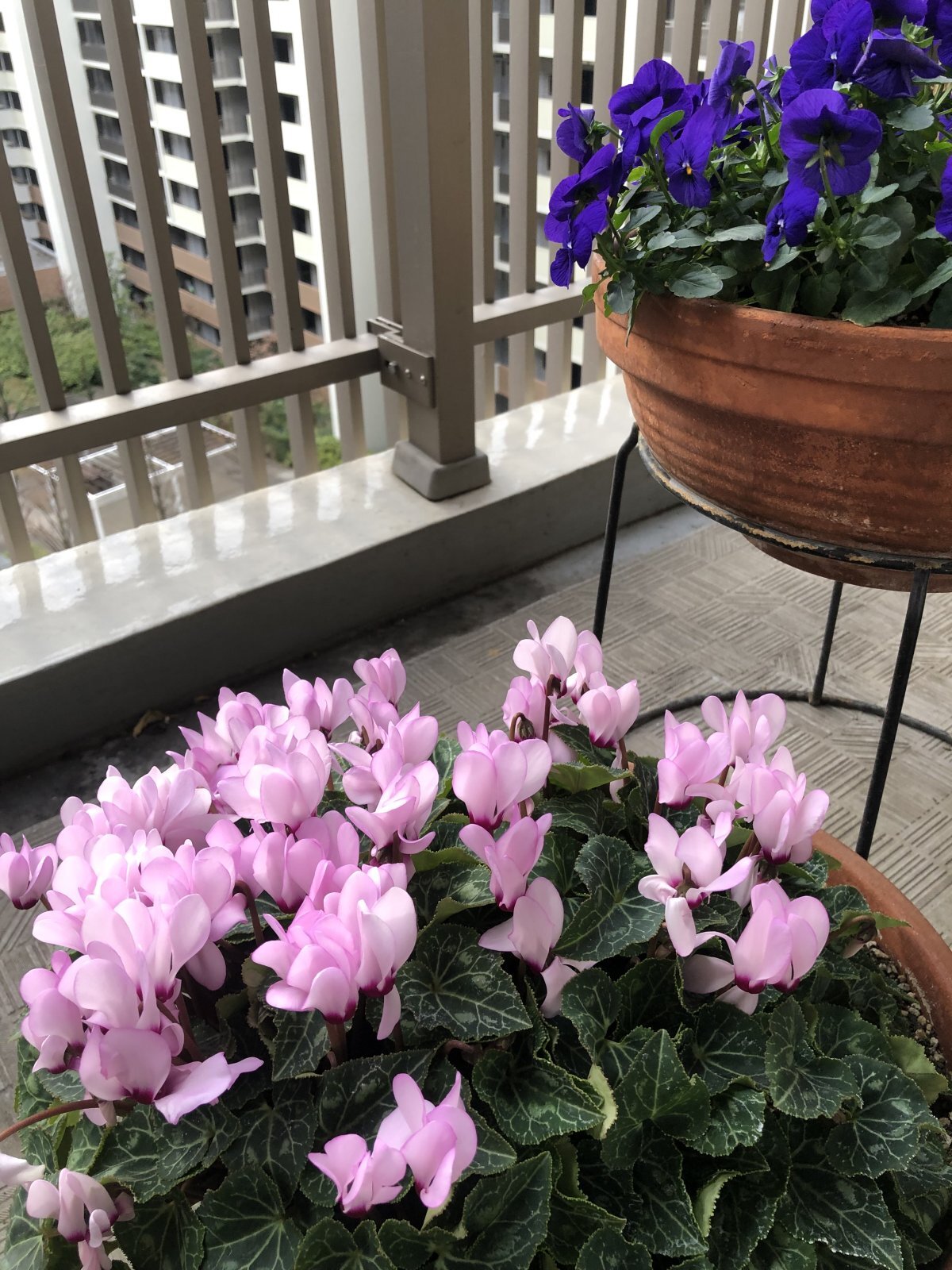 癒しのシクラメン