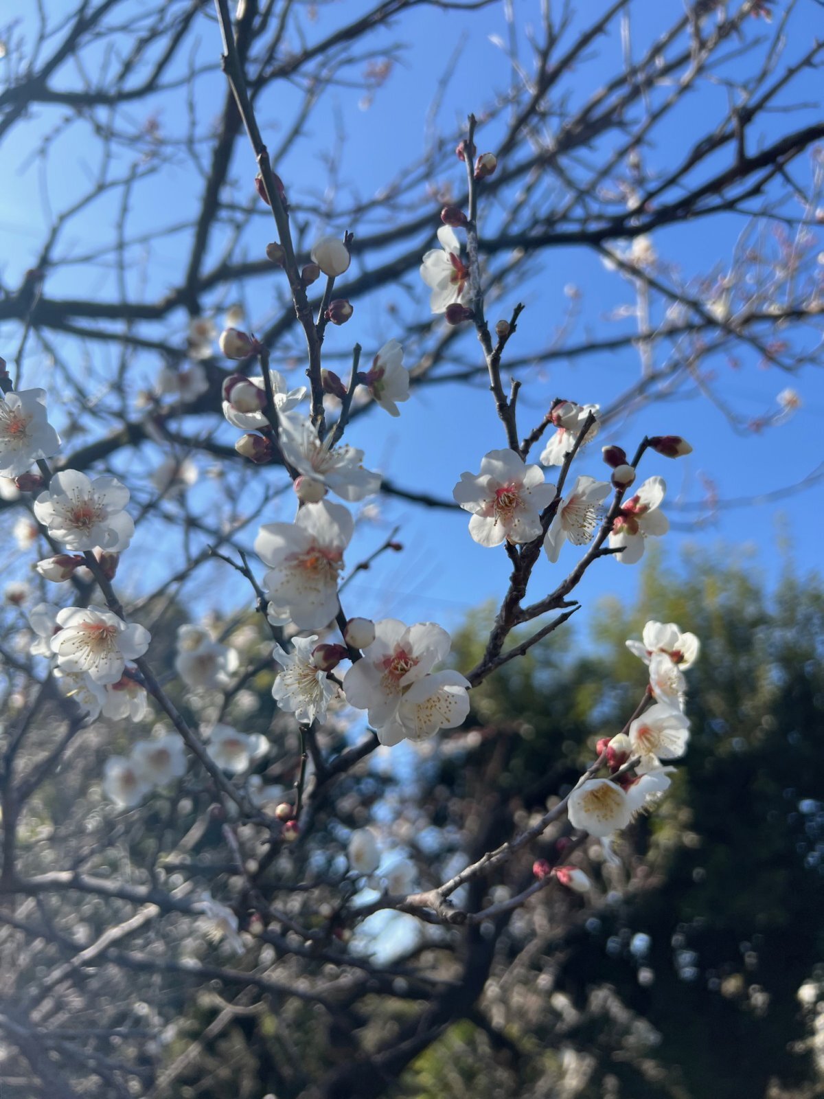 １月もあと少し