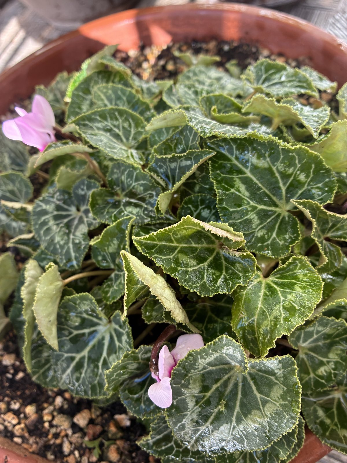 開花宣言
